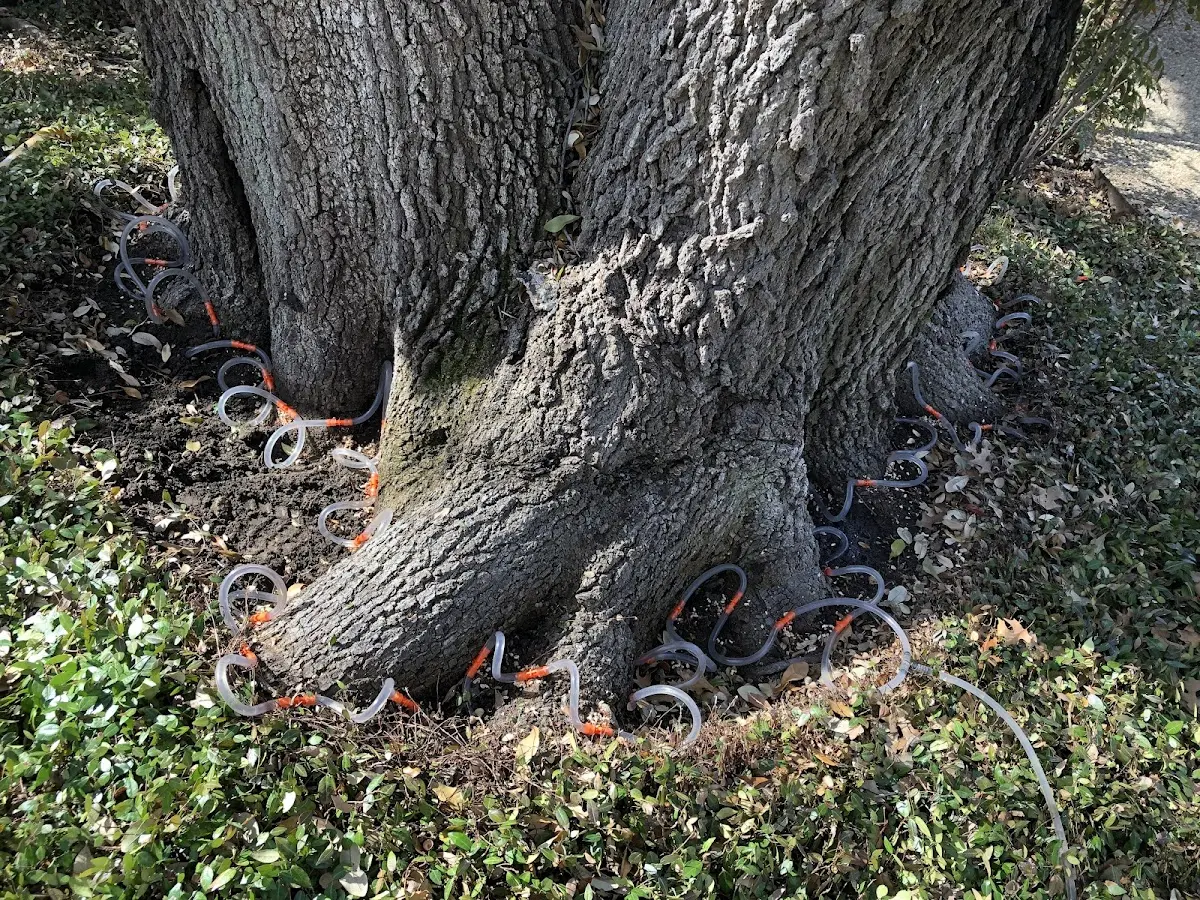 Detailed Shrub and Hedge Trimming job site in Tangerine